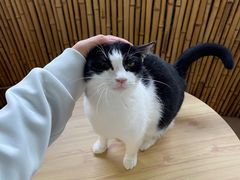 -豆逗聊愈猫阁Easy Life