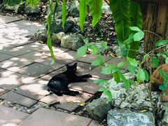 -卷心菜和避孕套餐厅(Pattaya)