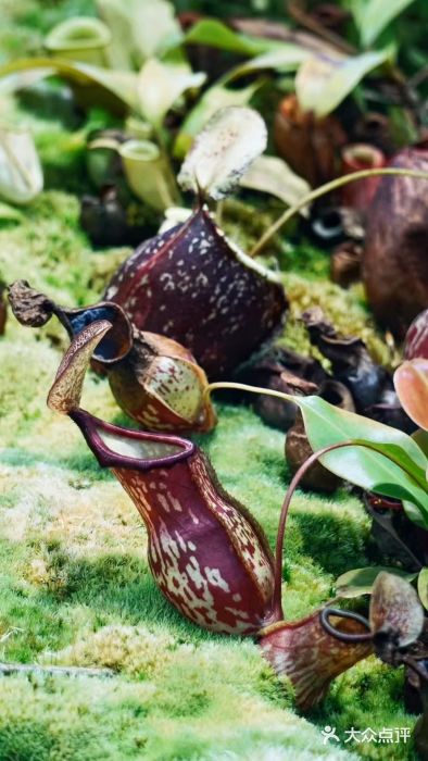 国家植物园南园图片