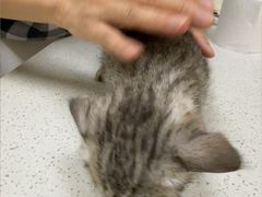 -安安宠医·臻爱宠物医院·宠保定点(营门口路分院)