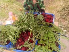 -塘栖枇杷特色园区