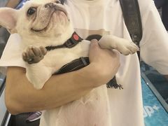 -帕帕拉兹宠物(亚洲旗舰店)