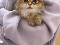 -瑞派康怡24h宠物医院·犬猫医疗中心·微创绝育(瑞景分院)