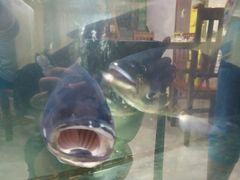 -全乐鱼馆·淳牌有机鱼直营店