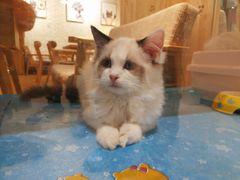 -藏猫猫咖啡主题馆(中央大道店)