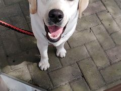 -翊宠yipet猫狗购宠庄园犬舍•猫舍