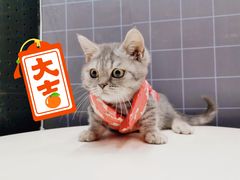-十年猫舍·猫咪专门店(普陀店)