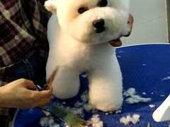 -佳雯宠物医院(金华南路分院)