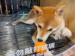 -宠物世家(仲盛世界商城店)