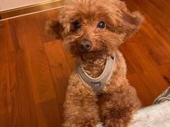 -芭比堂爱心动物医院(柯桥康爱分院)