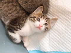 -安安宠医·安宠宠物医院