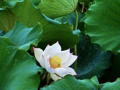 -野鸭湖国家湿地公园