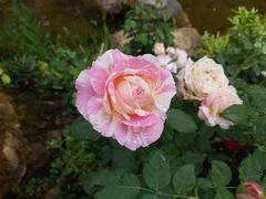 -深圳仙湖植物园