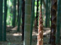 -同里国家湿地公园
