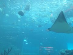 -海棠湾洲际-涛·海底餐厅·美人鱼·自助餐·海底隧道