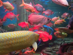 -上海海洋水族馆