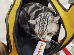 -北京观赏动物医院·24小时大型综合·猫专科·异宠专科