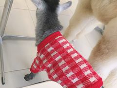 -怪兽屋·羊驼·猫咖·狗咖(俊华广场店)