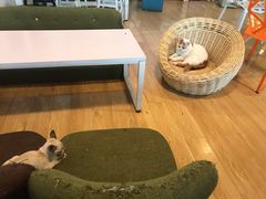 -Cappucimeow猫咪咖啡馆(韦伯时代店)
