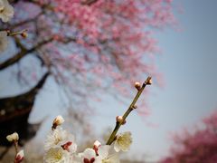 -杭州植物园