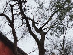 -白帝城·瞿塘峡景区