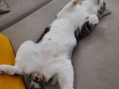 -猫大福·Fortune Cat猫舍(百子湾店)