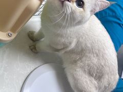 -中农国际动物医院24小时·猫科·骨科·急重症中心