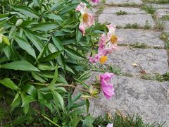 -黑龙江省森林植物园
