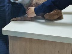 -全心全意连锁动物医院·微创中心·内科急重症·心脏专科(丰管路店)