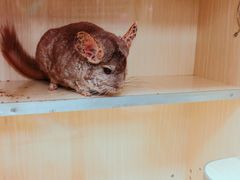 -万商花鸟市场