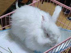-猫色咖啡·猫咖