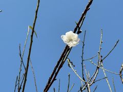 -南国桃园旅游度假区