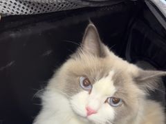 -中农国际动物医院24小时·猫科·骨科·急重症中心