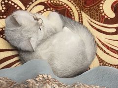 -创凡宠物医院·骨专科  猫科中心(西乡分院)