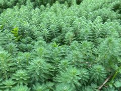 -桤木河湿地公园