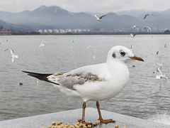 -翠湖公园