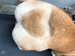 -PETKIT小佩宠物·低压洗护(国顺东路店)