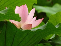 -荷塘月色湿地公园·向阳花洲