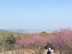 -香雪海