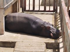 -青藏高原野生动物园