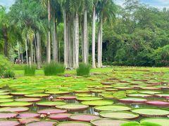 -中国科学院西双版纳热带植物园