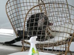 -有猫主题·治愈系猫咖(曾厝垵店)