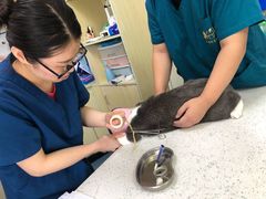 -康成宠物医院24H·CT·核磁共振