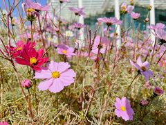 -武汉园博园(武汉自然博物馆)