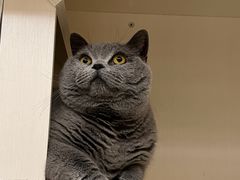 -瑞鹏宠物医院·骨科·猫科·内科(第一中心)
