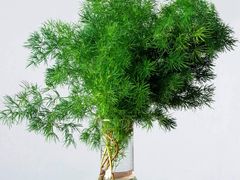 -胡里山炮台