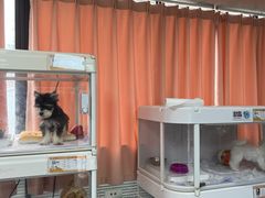 -翊宠yipet猫狗购宠庄园犬舍•猫舍