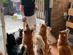 -柴犬高等学院·狗咖·柴犬售卖·宠物训练