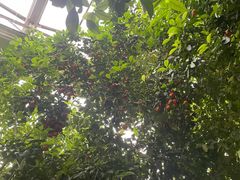 -呀路古热带植物园