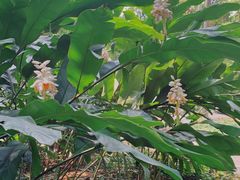 -华南国家植物园-售票处